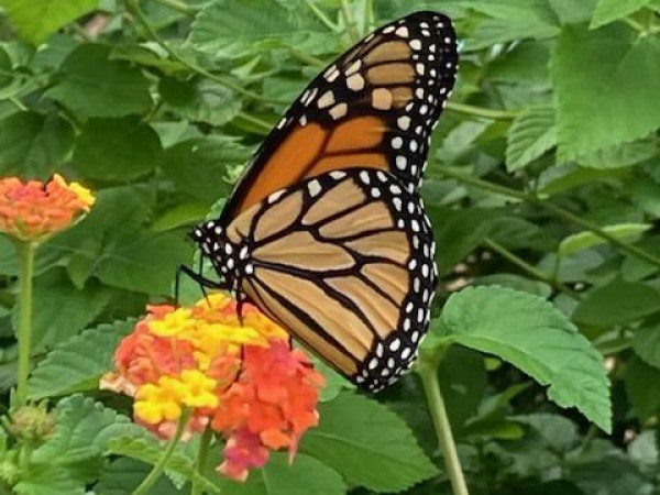 Monarch Butterfly 