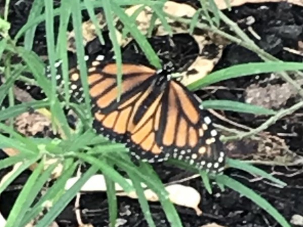 Monarch Butterfly 
