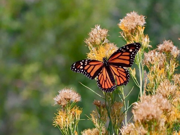 Monarch Butterfly 