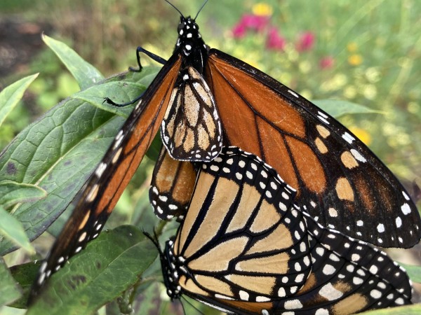 Mating monarchs