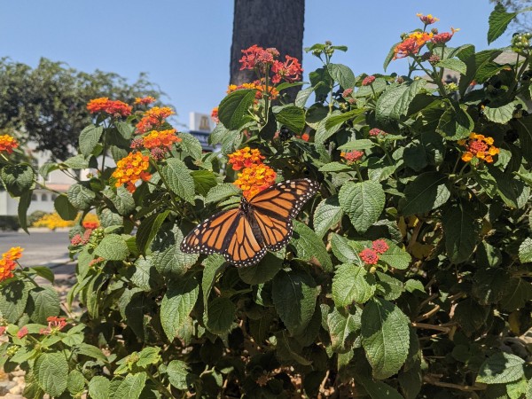 Monarch Butterfly 
