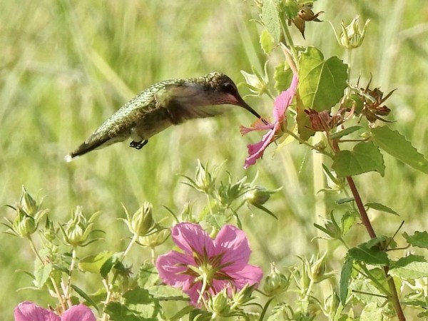 Hummingbird