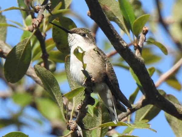 Ruby-throated Hummingbird