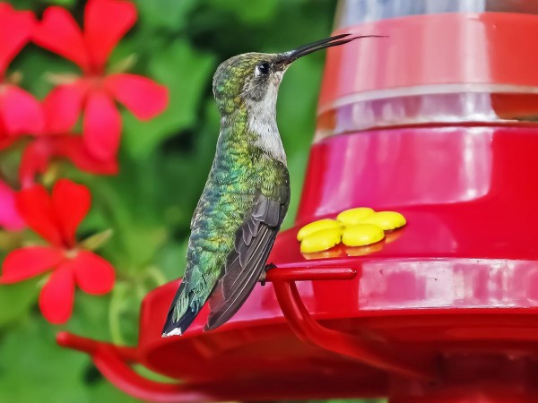 Ruby-throated Hummingbird