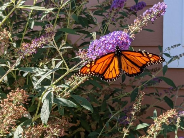 Monarch Butterfly 