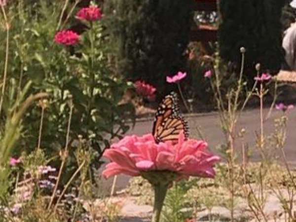 Monarch Butterfly 