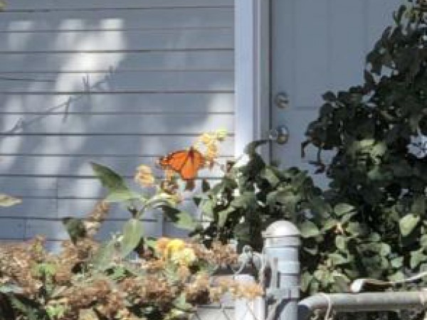 Monarch Butterfly 