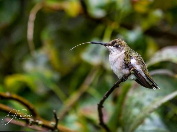 Ruby-throated Hummingbird