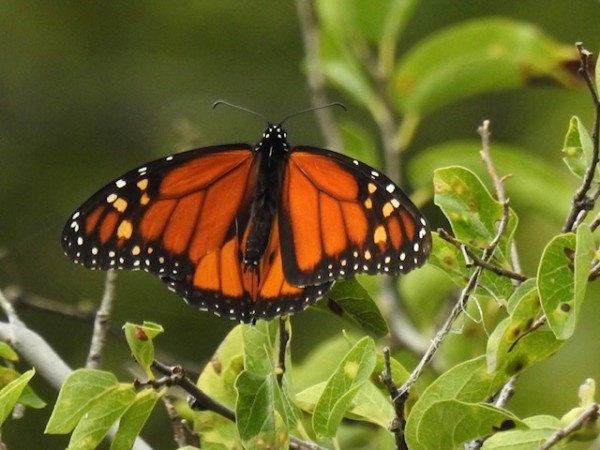 Monarch Butterfly 