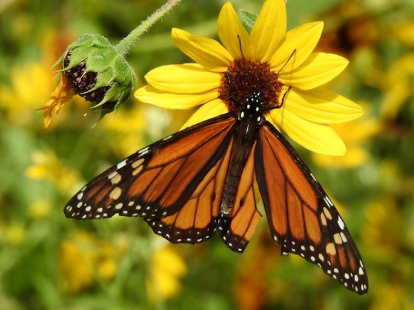 Monarch Butterfly 