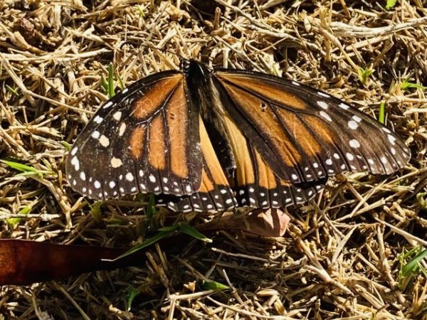 Monarch Butterfly 