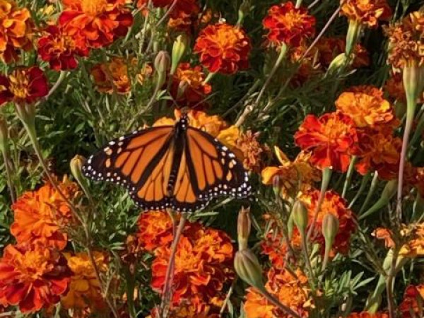 Monarch Butterfly 