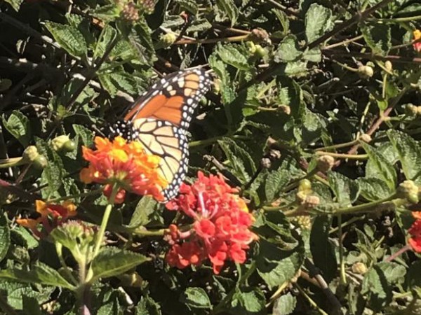 Monarch Butterfly 