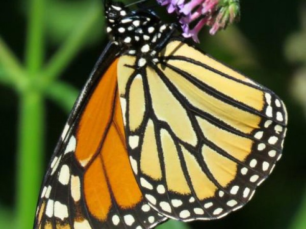 Monarch Butterfly 