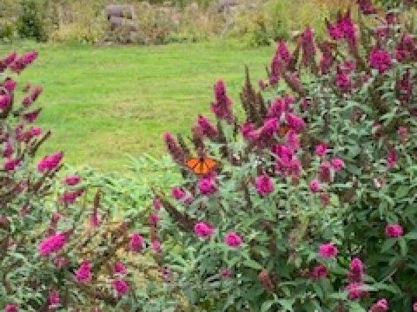 Monarch Butterfly 