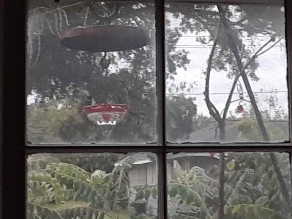 Ruby-throated Hummingbird