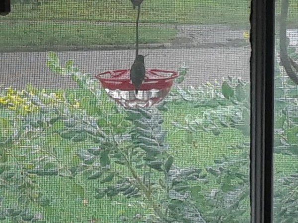 Ruby-throated Hummingbird