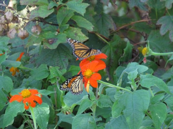 Monarch Butterflies