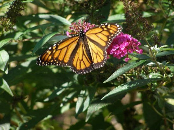 Monarch Butterfly 