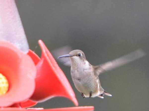Ruby-throated Hummingbird