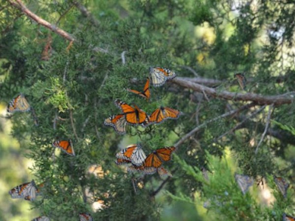 Monarch Butterflies