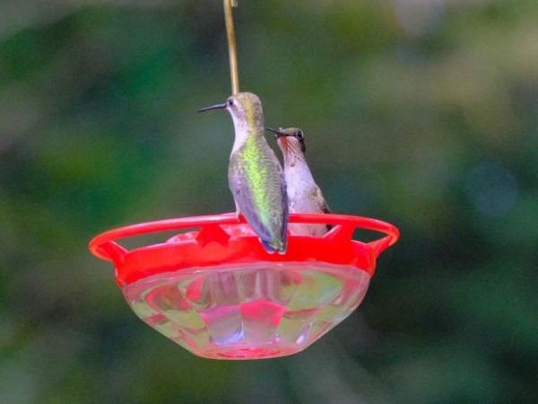 Ruby-throated Hummingbirds