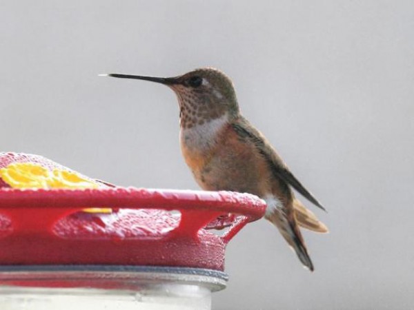 Rufous Hummingbird 