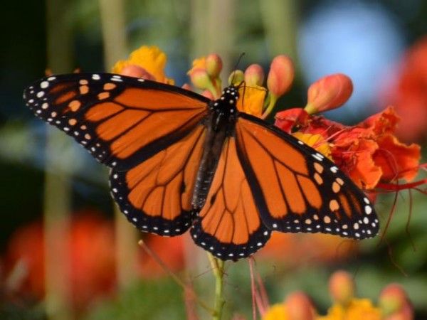 Monarch Butterfly