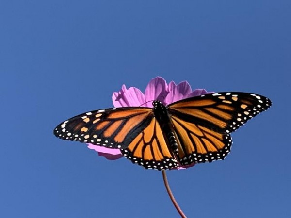 Monarch Butterfly 