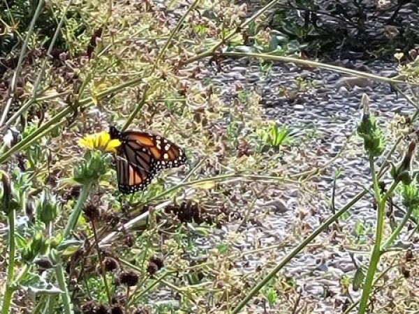 Monarch Butterfly 