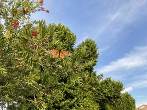 Monarch Butterfly 