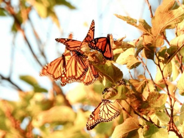 Monarch Butterflies