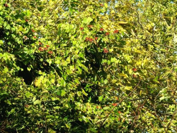 Monarch roost at Point Pelee National Park