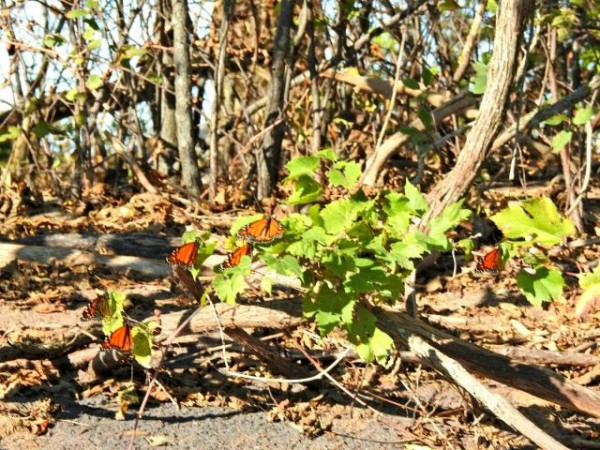 Monarch Butterflies