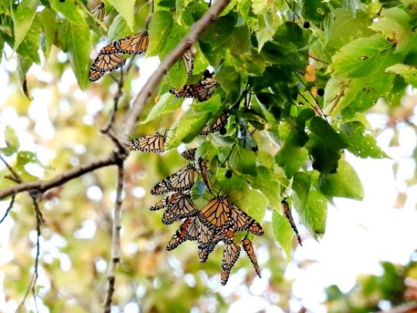 Monarch roost