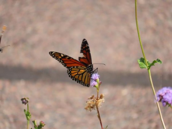 monarch butterfly