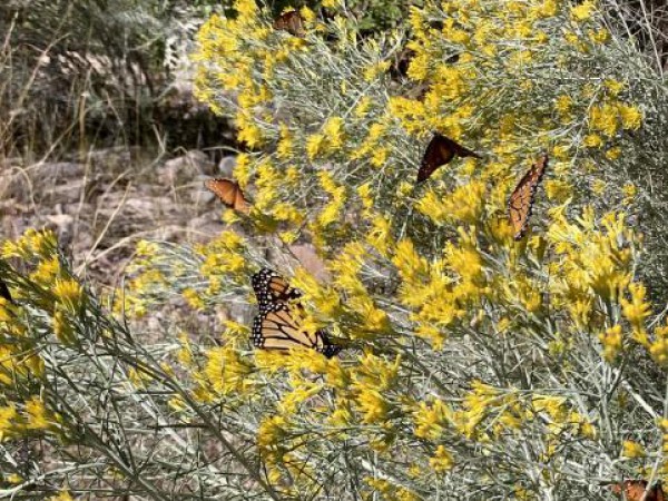 Monarch Butterflies