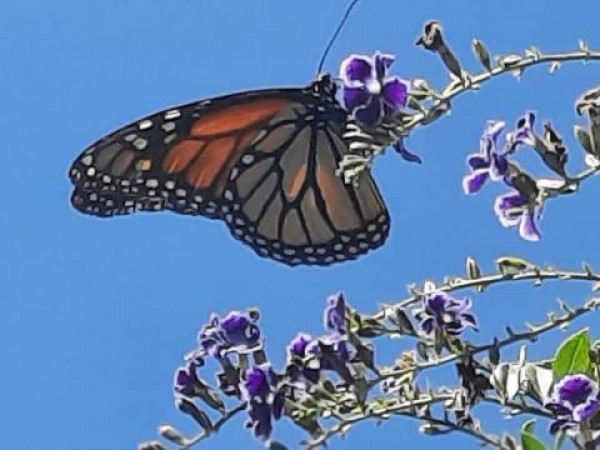 Monarch Butterfly