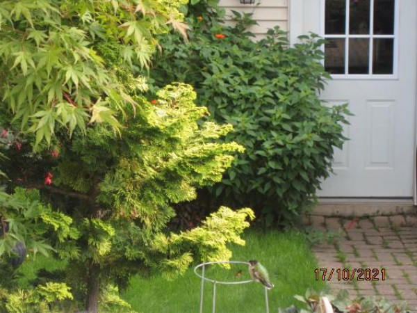 Ruby-throated Hummingbird