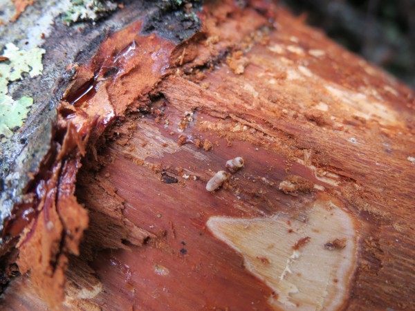 Tree damaged by screwworms