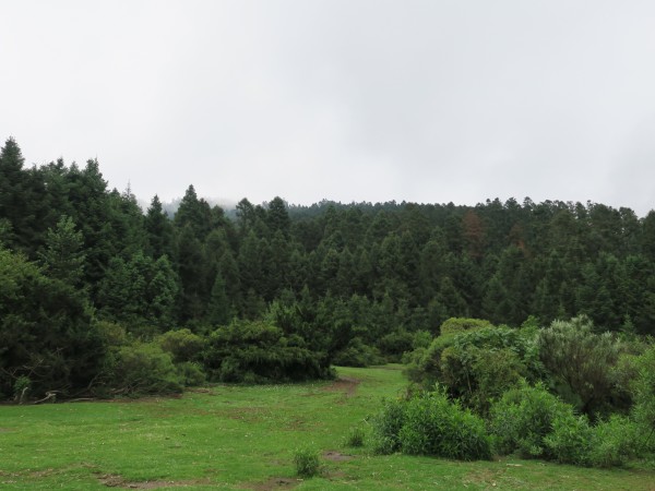 Lush forest in Mexico