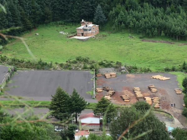 Harvesting pest-infected trees in Mexico