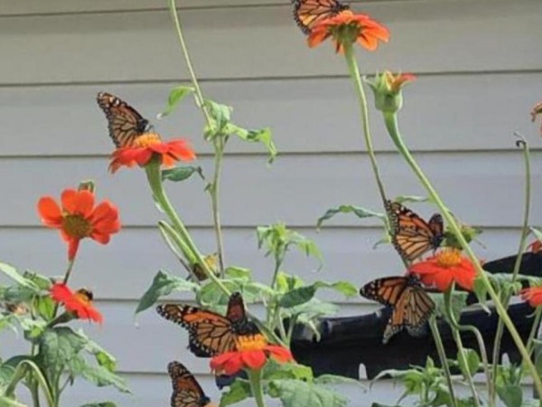 Monarch Butterflies