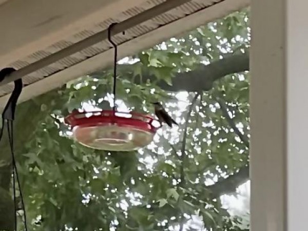 Ruby-throated Hummingbird