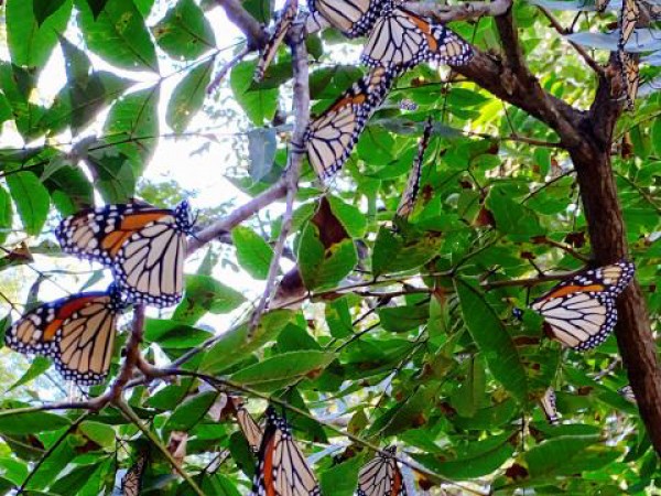 Monarch Butterflies