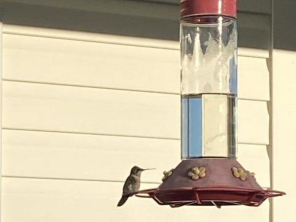Ruby-throated Hummingbird