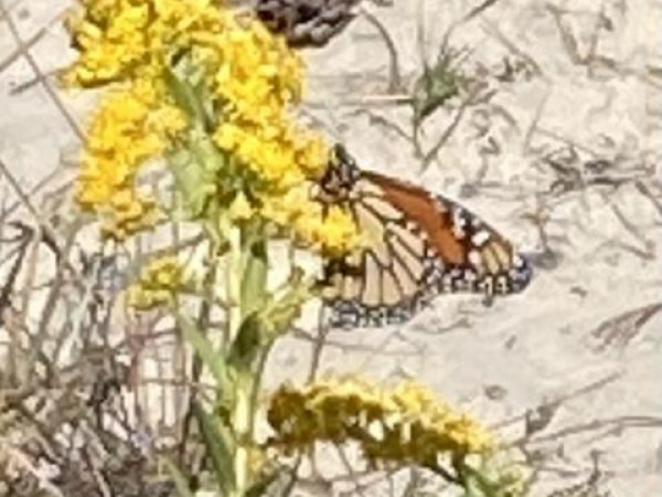 Monarch Butterfly 
