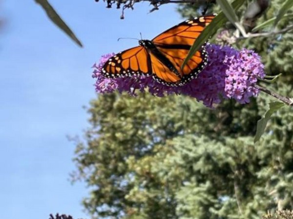 Monarch Butterfly 