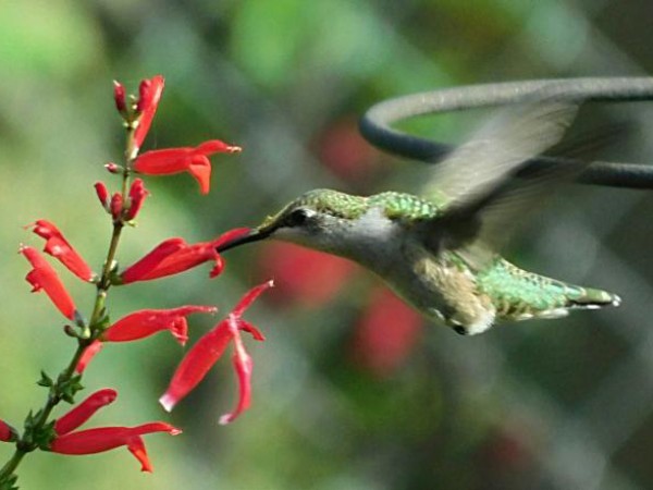 Ruby-throated Hummingbird