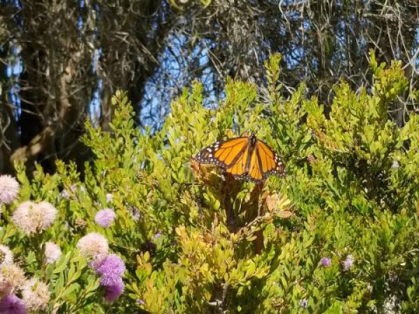 Monarch Butterfly 